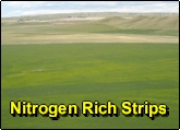 Nitrogen Rich Strips