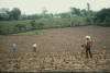 zero tillage maize, El Salvador