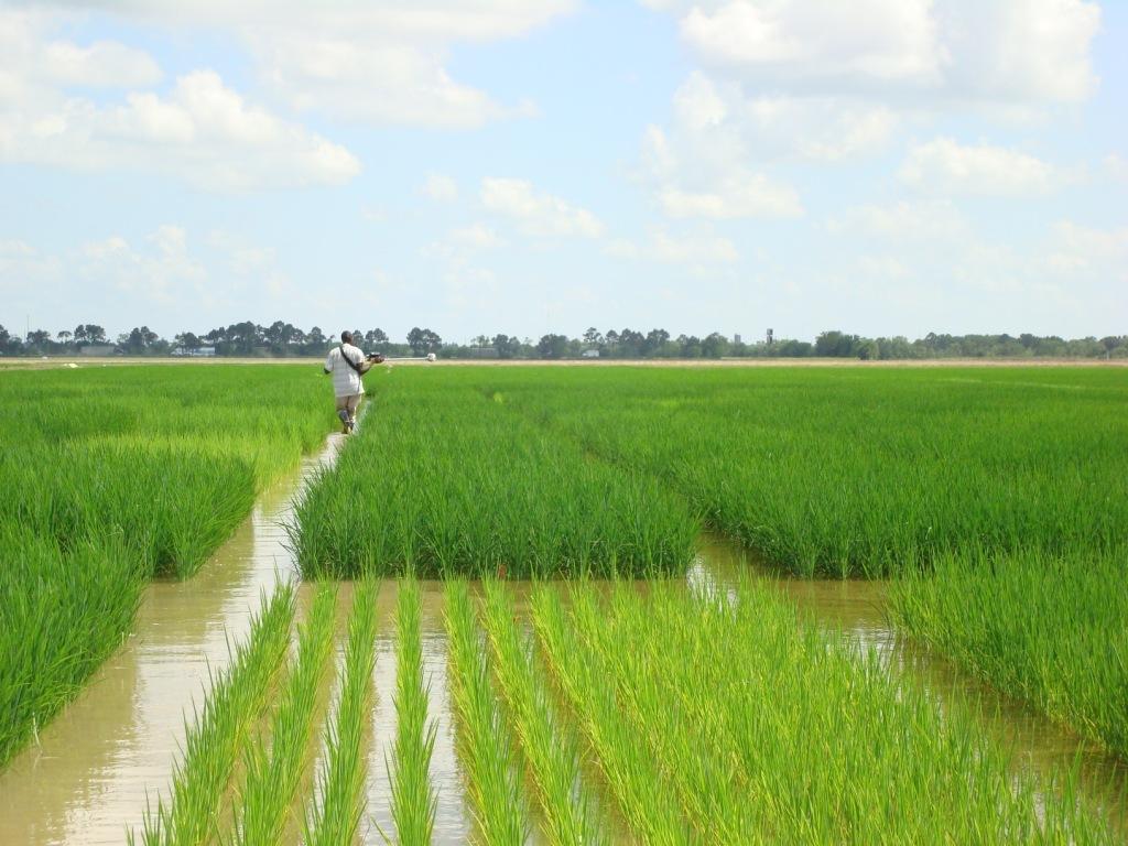 Rice under Flooded Conditions