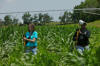 greenseeker sensor use in corn