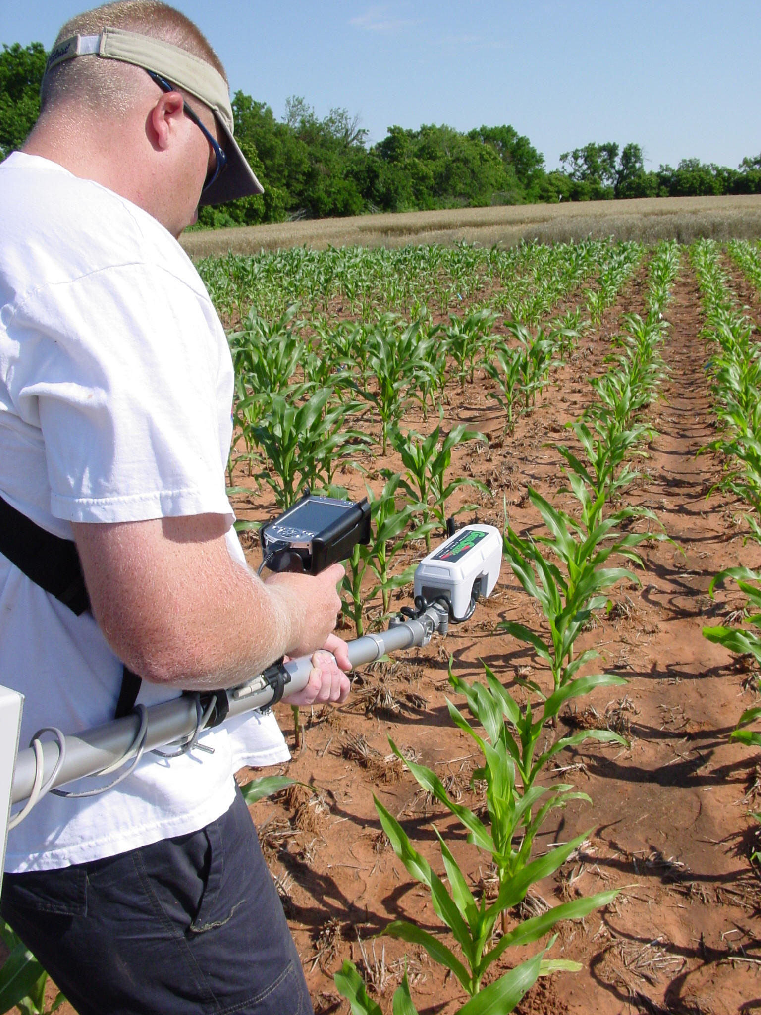 nitrogen sensors, nitrogen use efficiency, nitrogen management