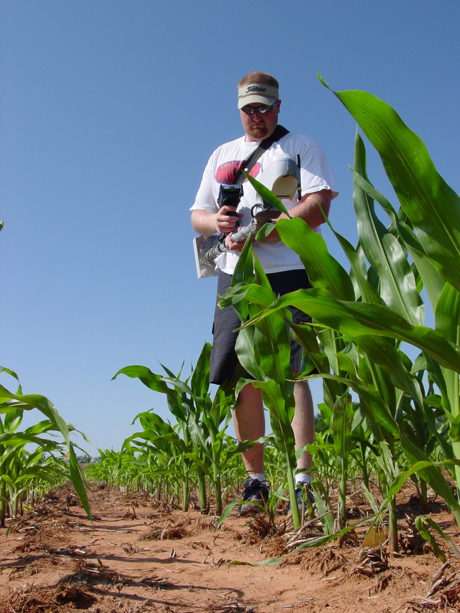 nitrogen sensors, nitrogen use efficiency, nitrogen management