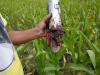 Hand Planter in muddy soil