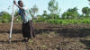 Uganda, corn planting