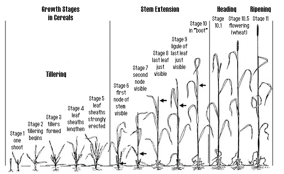 Growth Stages chart