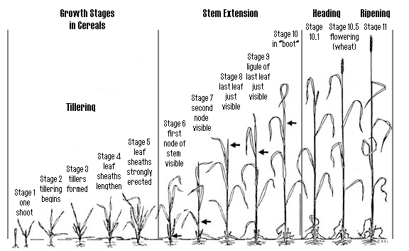 chart growth phase