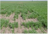 Poor wheat stands and resultant spatial variability