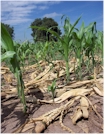 By Plant Differences in Corn