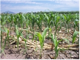 By row and by plant differences in corn