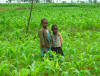 Boys in Africa Corn Field, CIMMYT