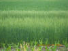 Wheat N Rich Strips for Corn, Nebraska