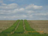 Wheat N Rich Strips for Corn, Nebraska