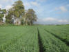Triticale on wide beds
