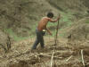 El Salvador, Hand Planting