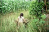 Honduras girl collecting corn stalks
