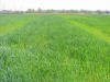 Long term winter wheat experiment, 222, Stillwater OK