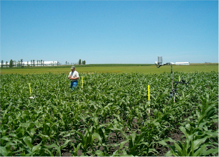 by-plant sensor readings using the GreenSeeker sensor from NTech Industries and Oklahoma State University
