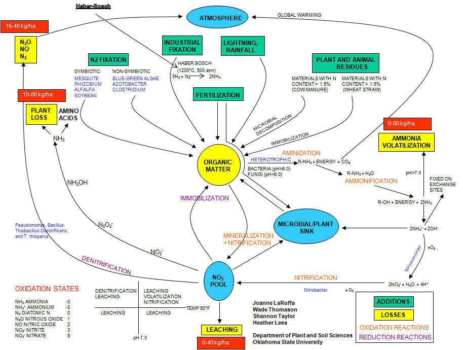 Nitrogen Cycle