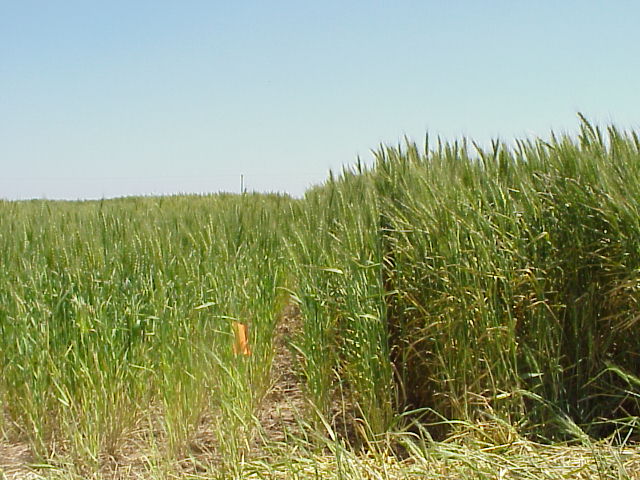 Nitrogen Deficiencies seen at 7 inch intervals in winter wheat (with and without N)