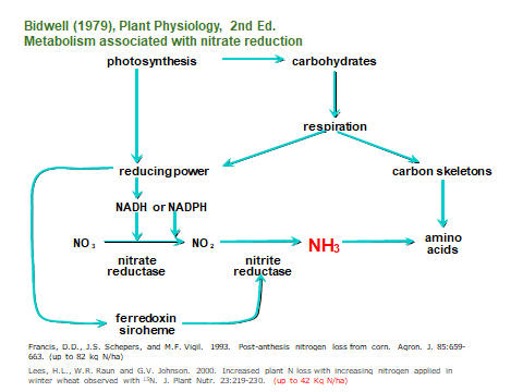 N metabolism, plant N loss