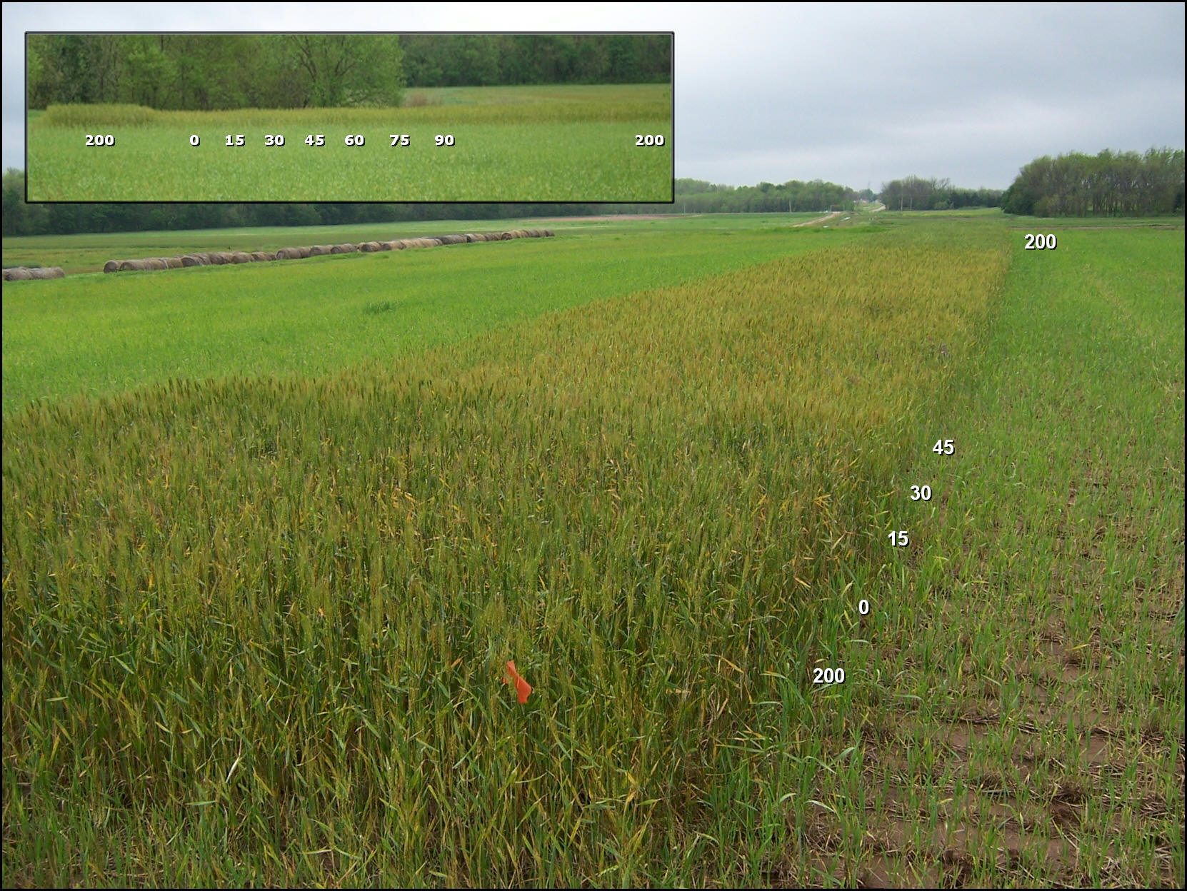 Nitrogen Ramp Calibration Strip applied in Winter Wheat