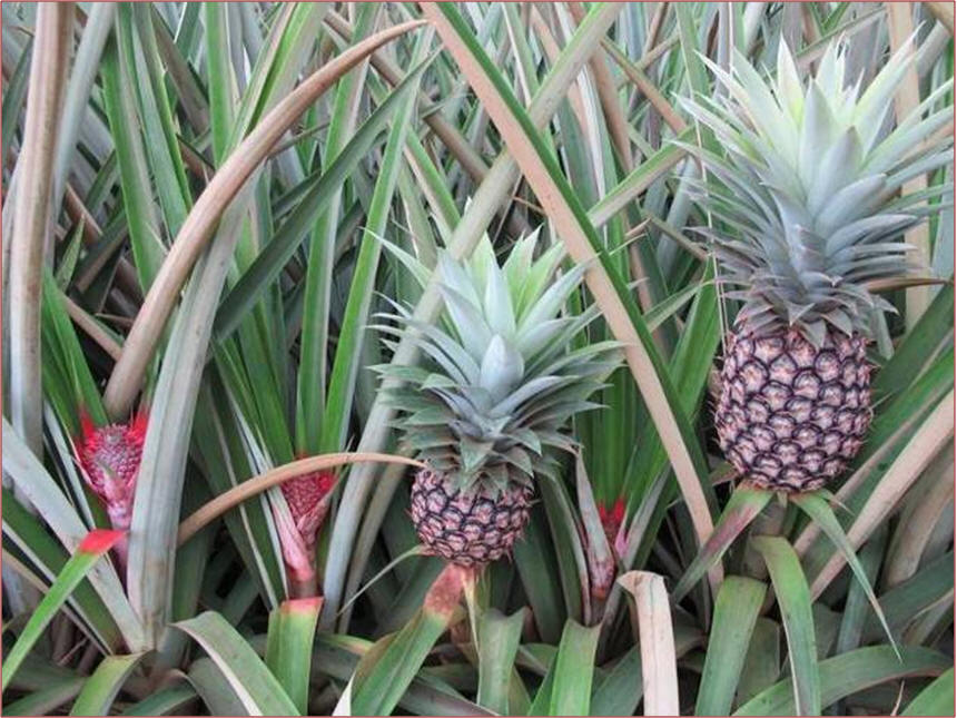 Pineapple spatial variability