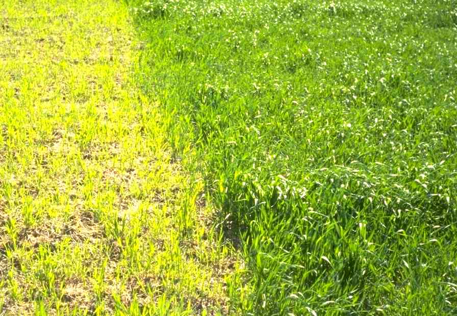fertilized.jpg (90394 bytes)